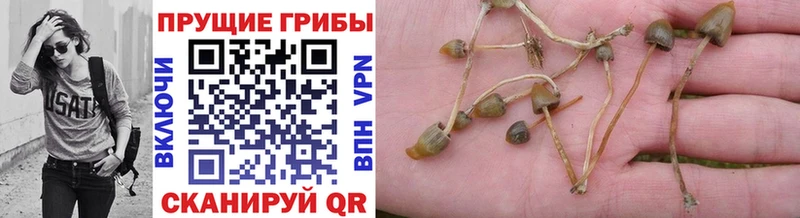 как найти наркотики  Александровское  это клад  Галлюциногенные грибы Psilocybe 